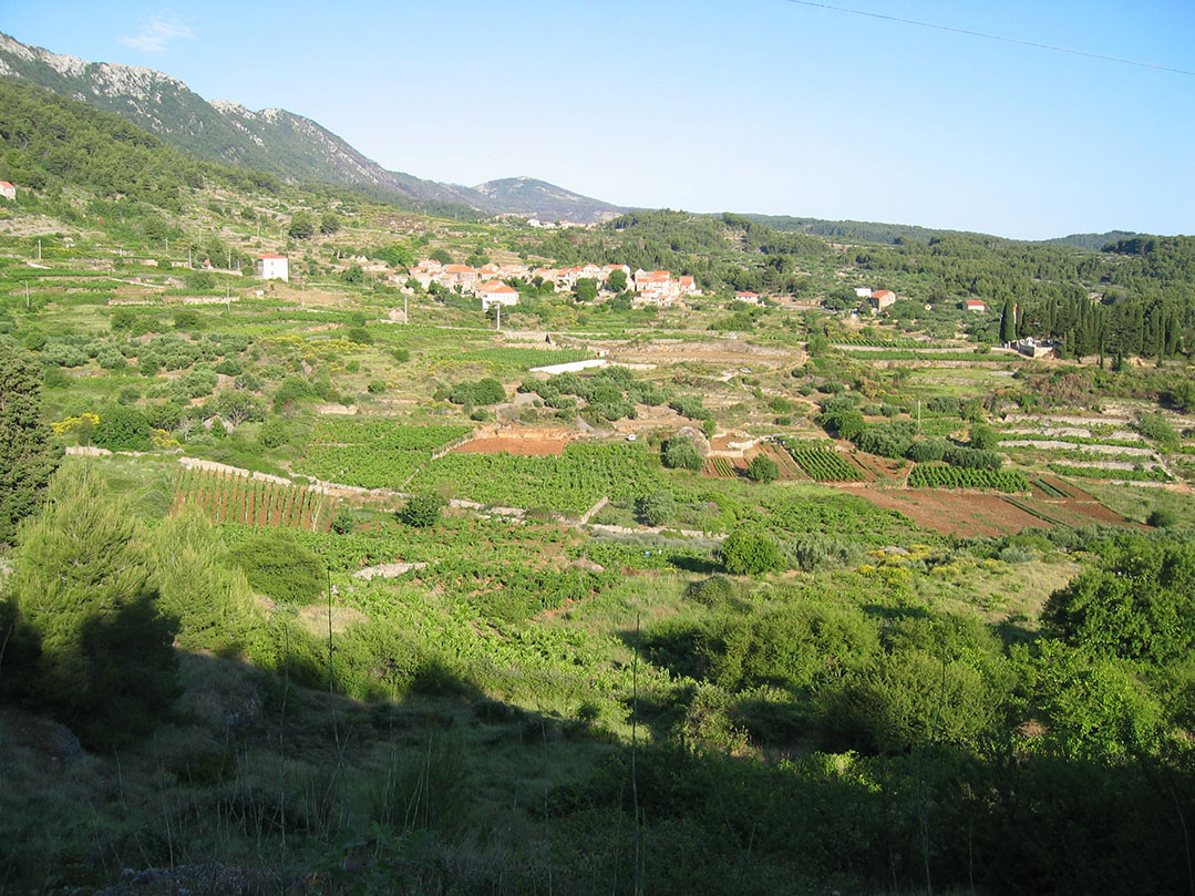 Hvar Weinberge